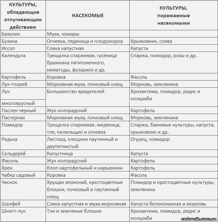 пугаем гусеницу календулой