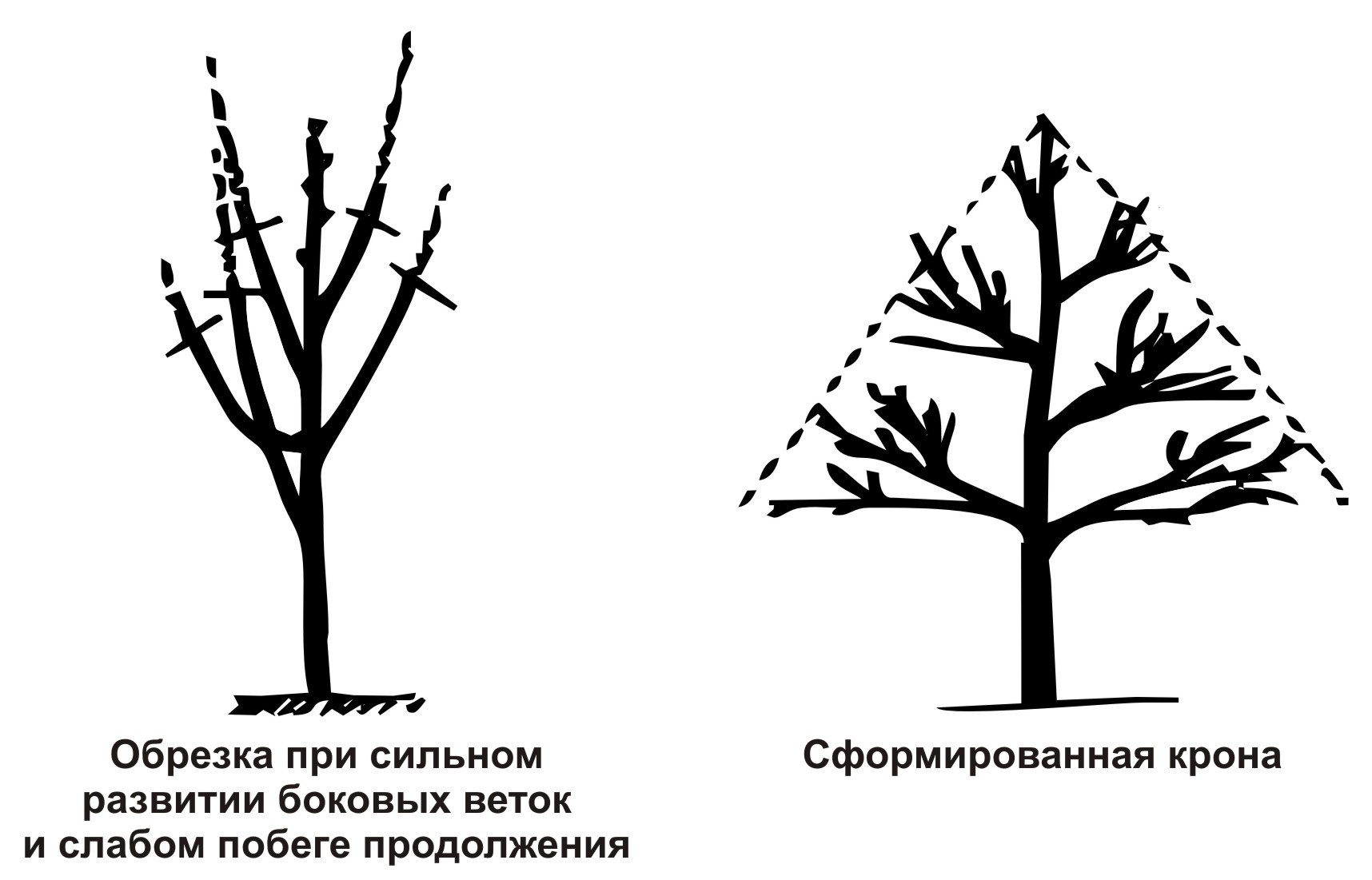 Обрезка плодовых деревьев московская область